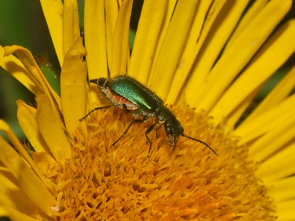 Un minuscolo coleottero rosso e verde: Cordylepherus viridis